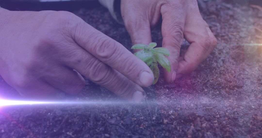Hands Planting Seedling in Soil With Light Effect