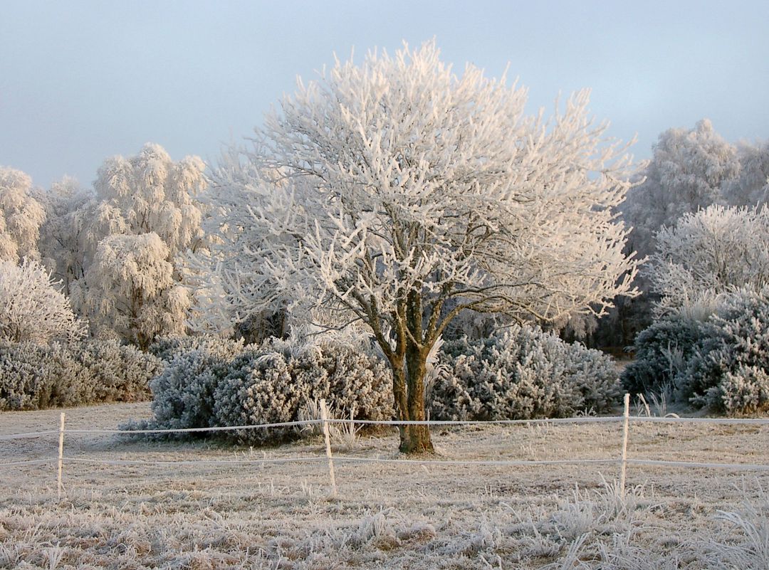 Frost-Covered Tree in Winter Landscape at Sunrise - Free Images, Stock Photos and Pictures on Pikwizard.com