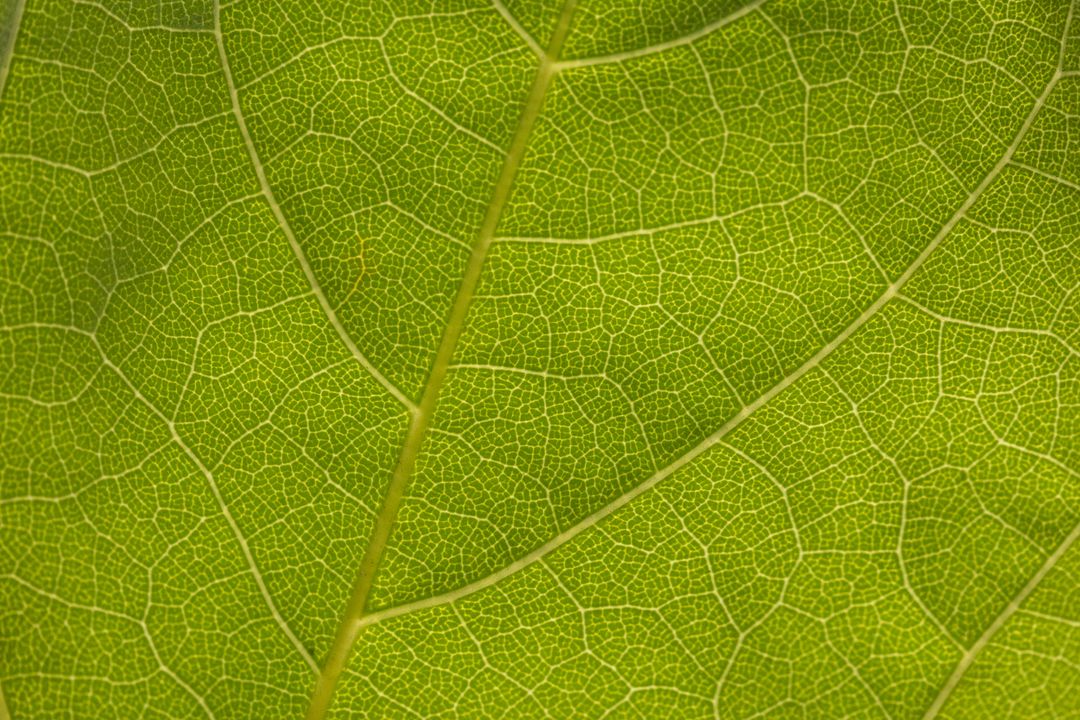 Backlit Green Leaf Vein Network Revealing Intricate Cellular Texture and Pattern