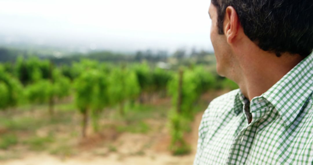 Man Admiring Vineyard Landscape in Summer - Free Images, Stock Photos and Pictures on Pikwizard.com