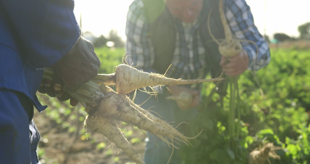 Intergenerational Farming: Teamwork in Harvesting Parsnips