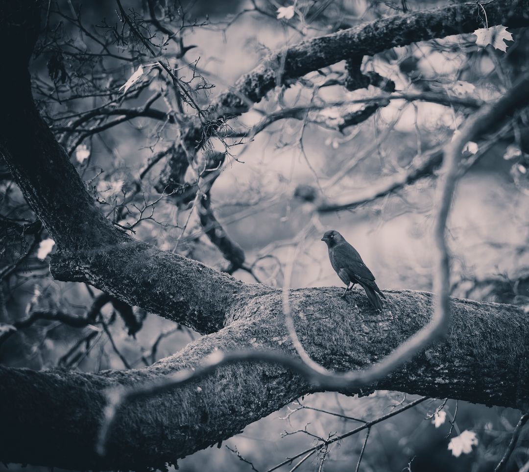 Solitary Bird on Rustic Branch in Peaceful Setting