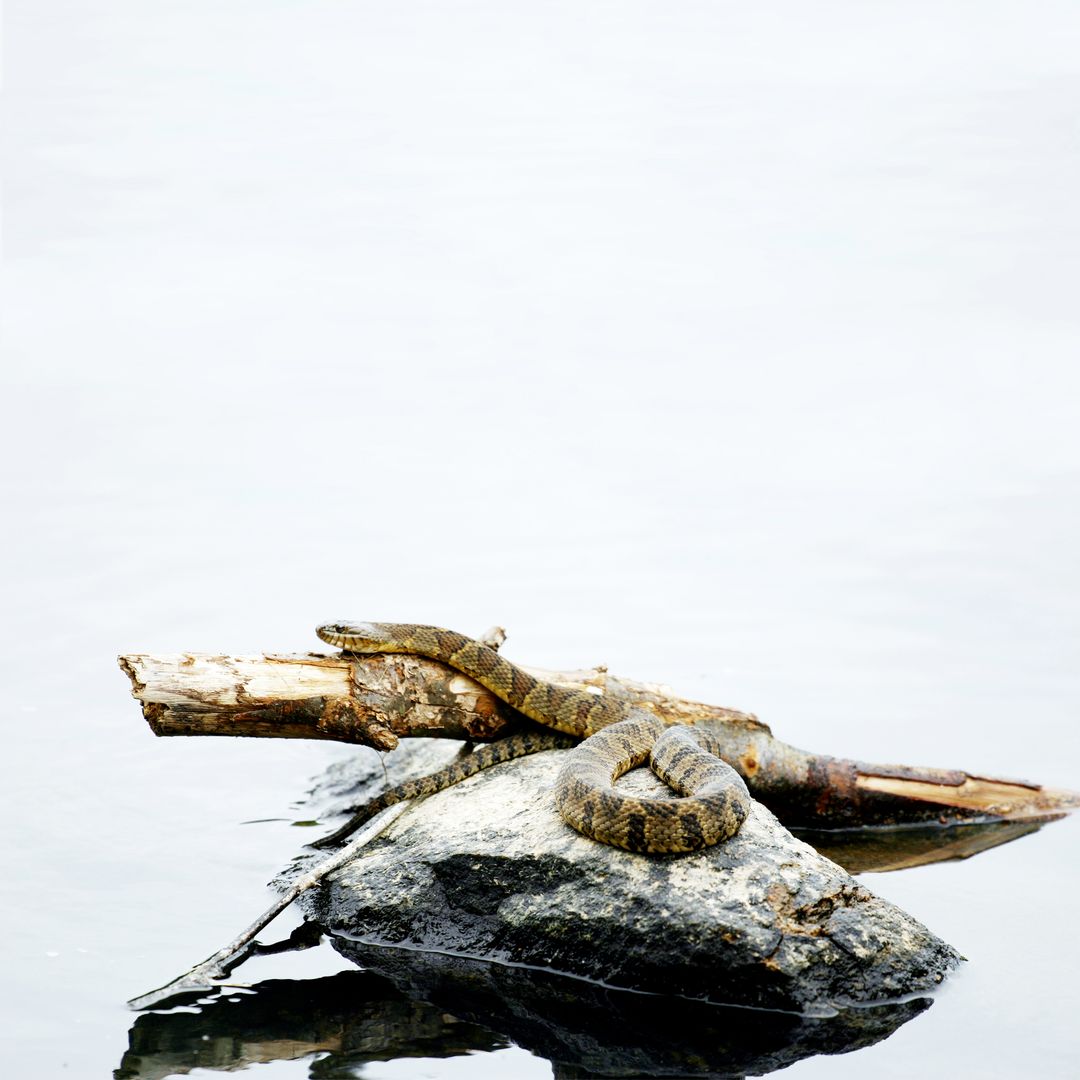 Coiled Snake On Rock In Calm River Waters - Free Images, Stock Photos and Pictures on Pikwizard.com