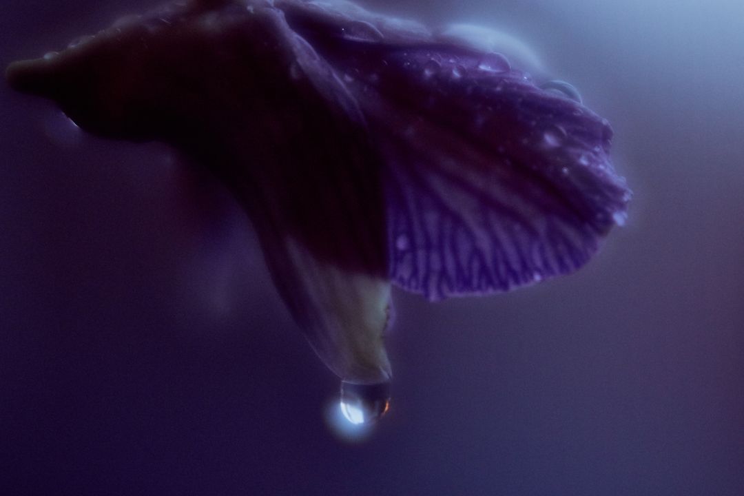 Macro purple petal with glowing water droplet hanging soft moody botanical close-up