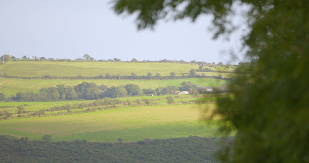 Tranquil Green Pastures with Gentle Breeze in the Countryside