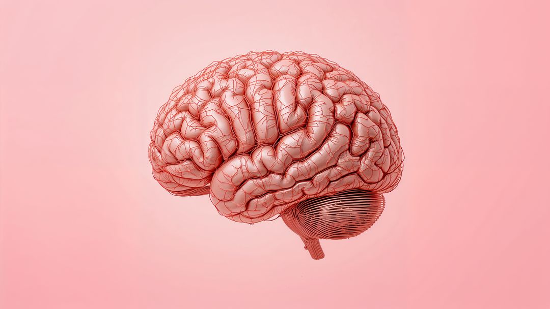3D Human Brain Model with Cerebellum on Pink Gradient Background