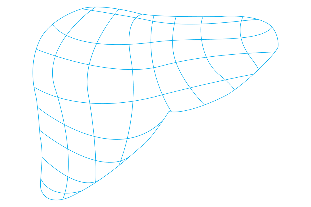 Transparent Digital Wireframe Human Liver Representation