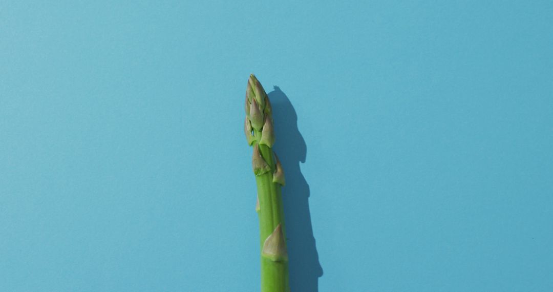 Fresh Asparagus Spear on Blue Background - Free Images, Stock Photos and Pictures on Pikwizard.com