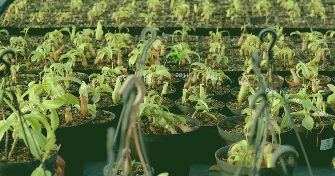 Juvenile Nepenthes Pitcher Plants in Nursery for Horticultural Cultivation