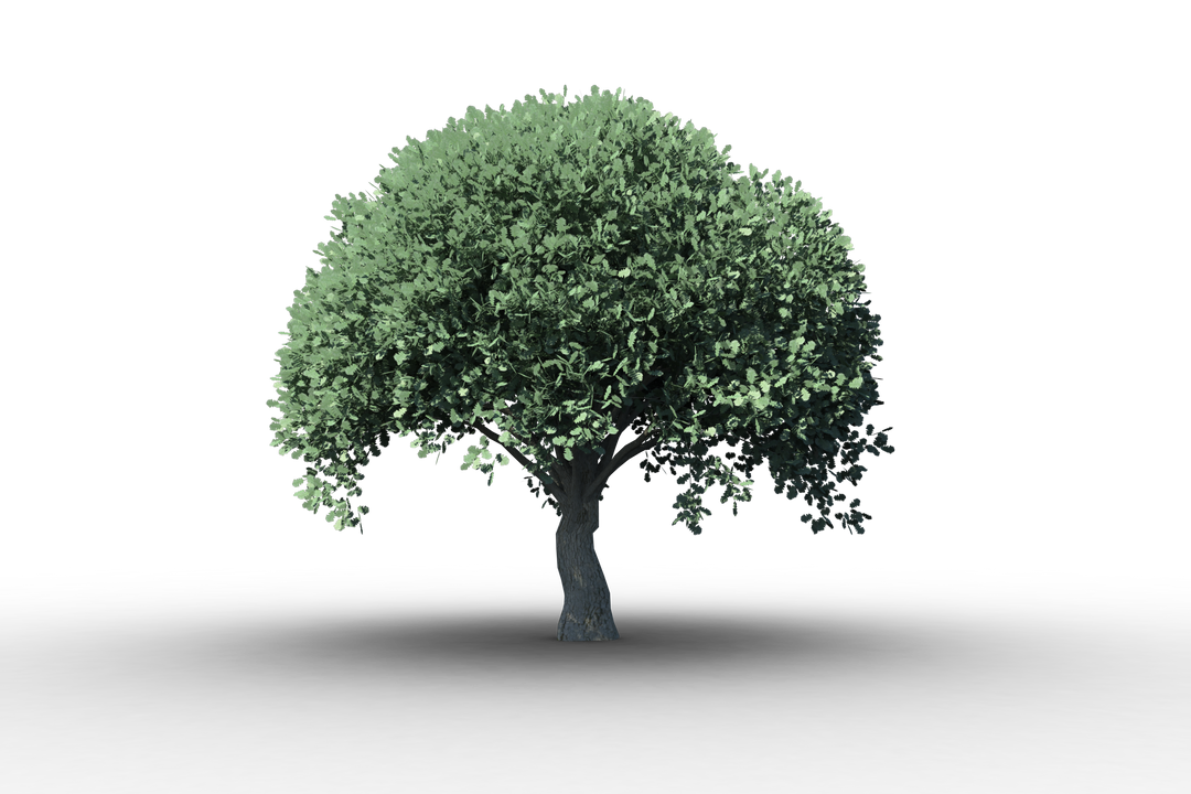 Fresh Green Tree With Transparent Background - Download Free Stock Images Pikwizard.com