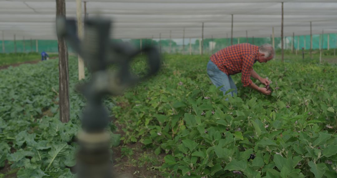 Expert Senior Farmer Carefully Tending Crops in Greenhouse - Free Images, Stock Photos and Pictures on Pikwizard.com