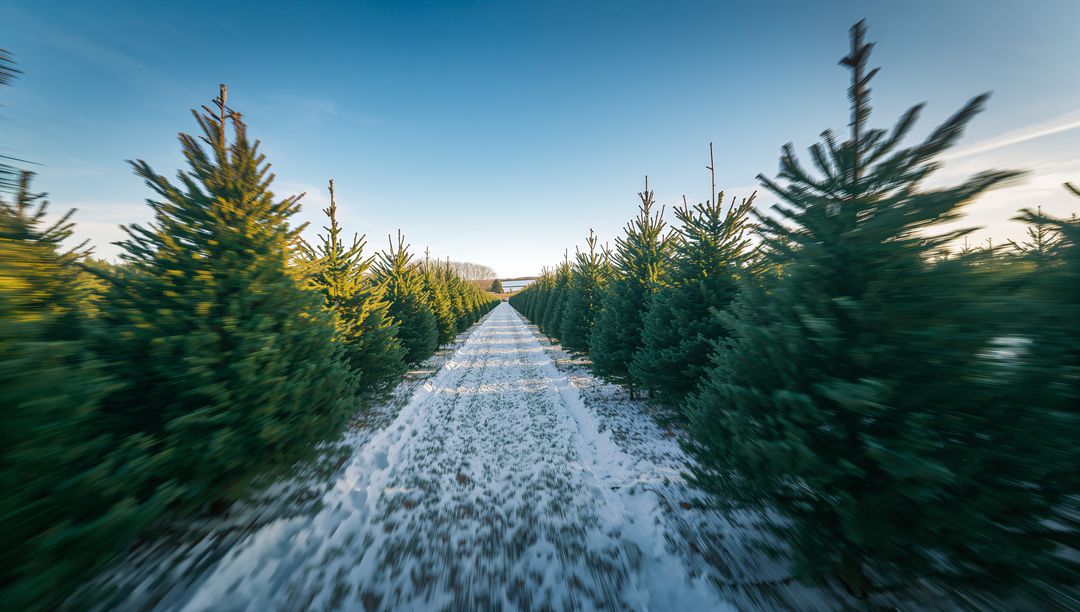 Winter Wonderland: Snow-Covered Path through Evergreen Tree Plantation