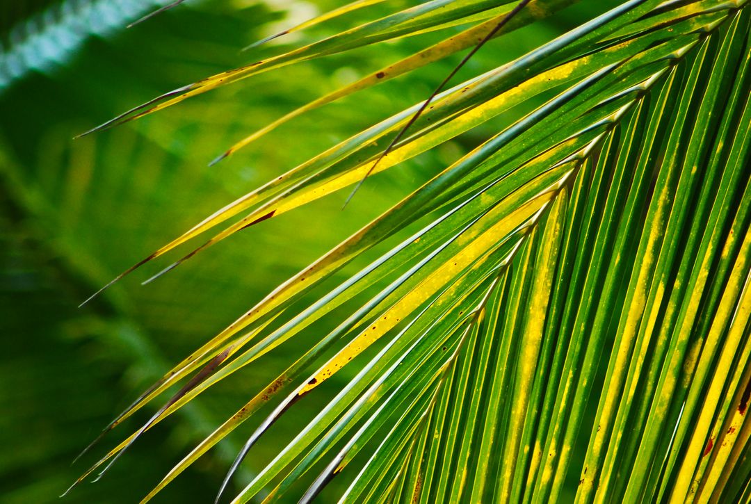 Close-Up of Vibrant Green and Yellow Palm Frond - Free Images, Stock Photos and Pictures on Pikwizard.com
