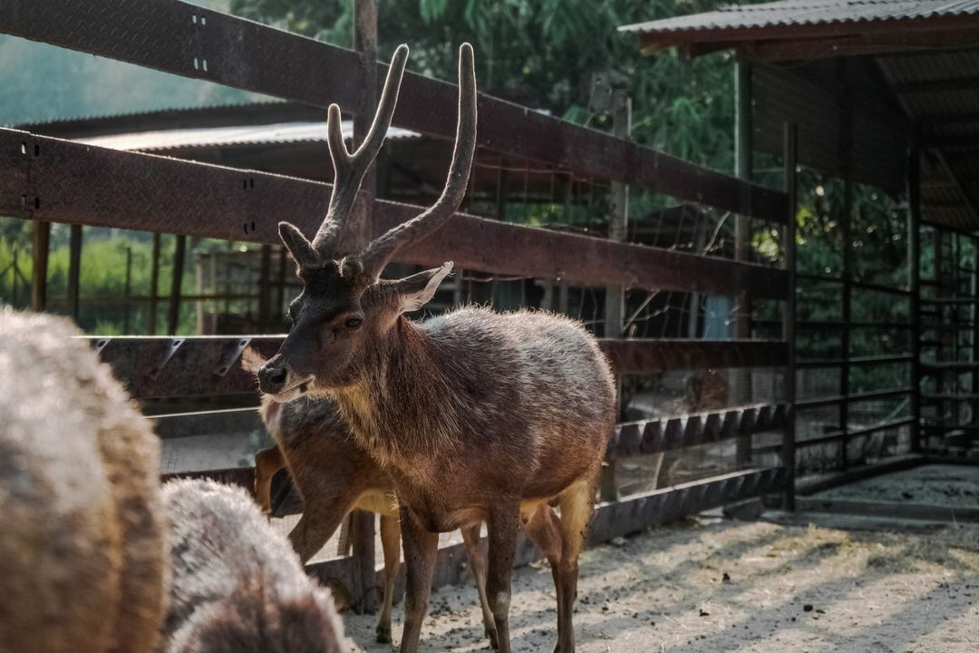 Young stag with antlers standing in rustic farm enclosure during golden hour
