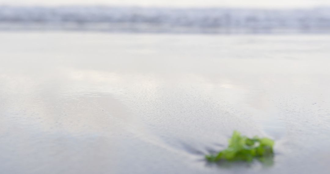 Calm Seashore Scene with Green Seaweed on Sandy Beach