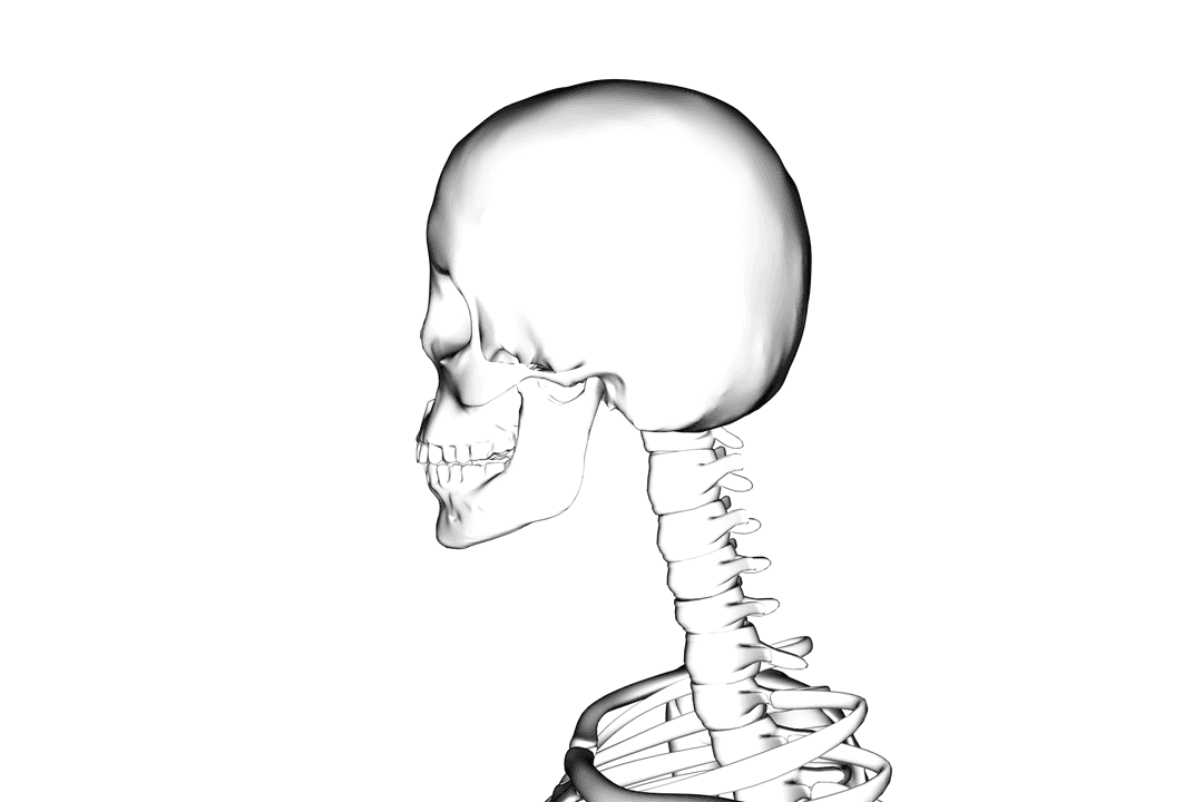 Transparent Skeleton Illustration on Invisible Background