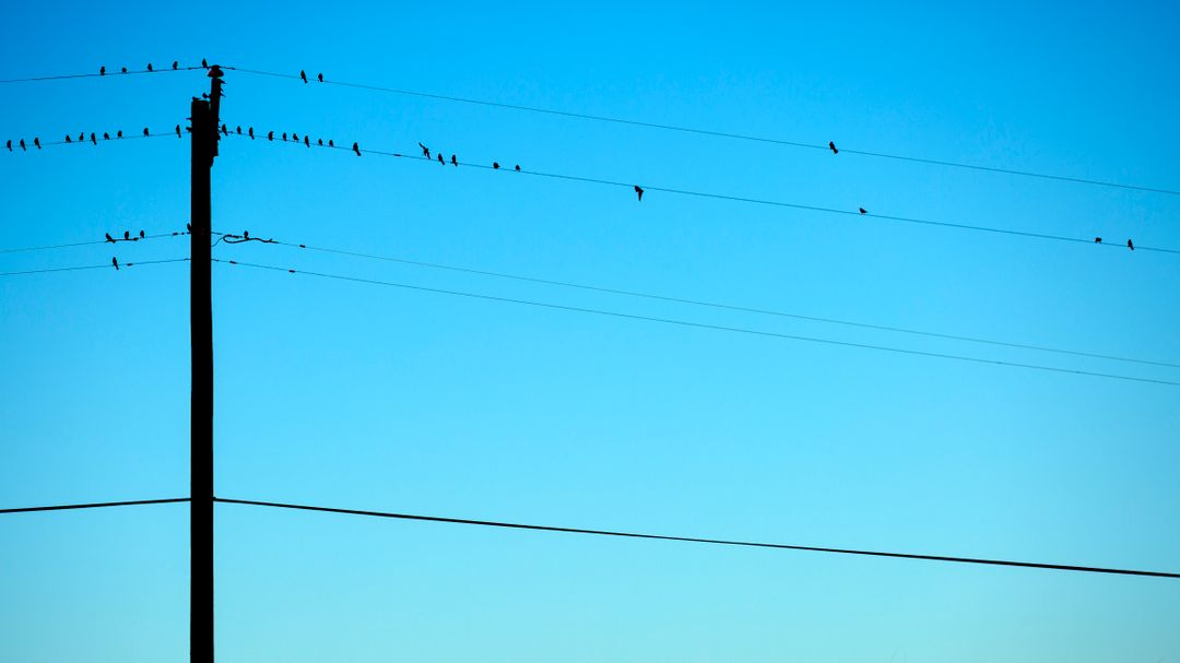 Birds Perched on Utility Wires Against Clear Blue Sky - Free Images, Stock Photos and Pictures on Pikwizard.com