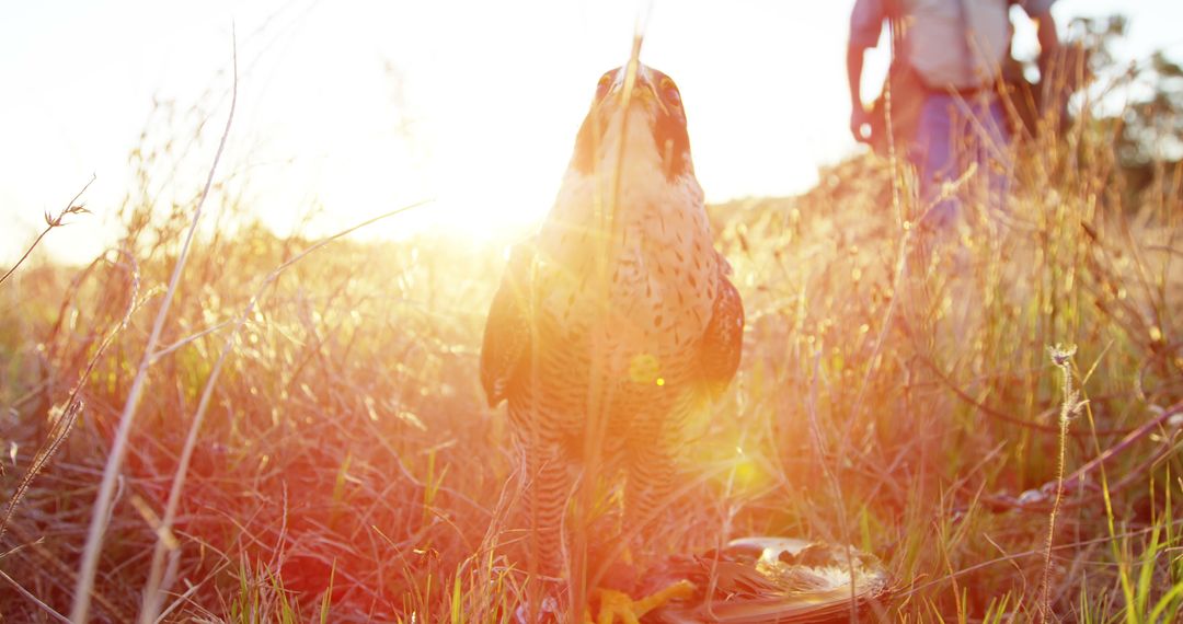 Falcon at sunset in grassland with falconer in background - Free Images, Stock Photos and Pictures on Pikwizard.com