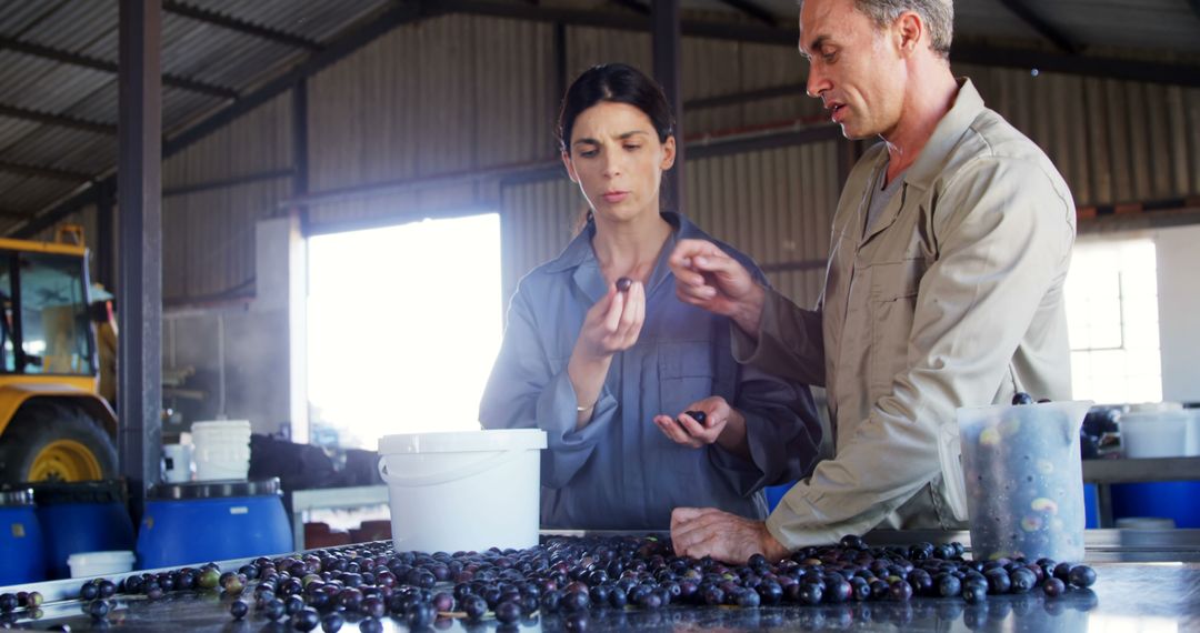 Workers Analyzing Freshly Harvested Olives in Storage Facility - Free Images, Stock Photos and Pictures on Pikwizard.com