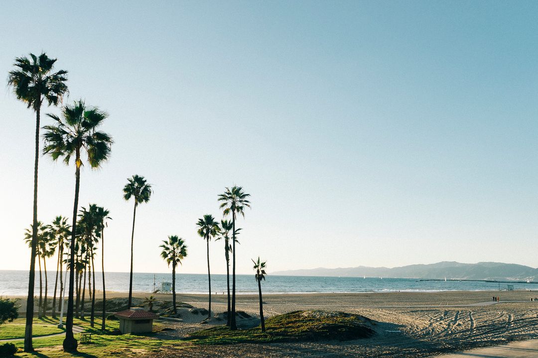 Serene Beach Landscape with Tall Palm Trees at Sunset