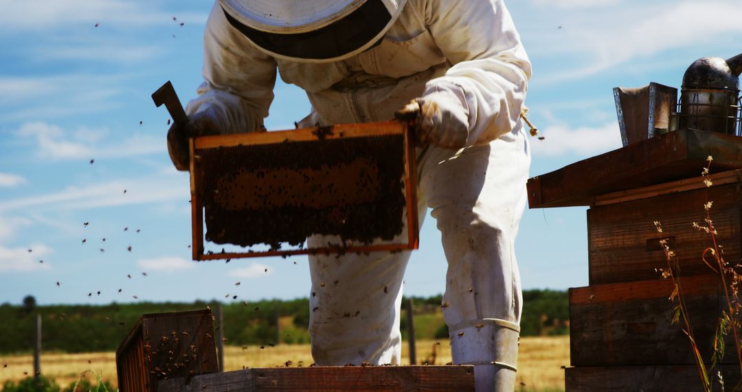 Beekeeper Inspecting Hive Frame with Bees in Countryside - Free Images, Stock Photos and Pictures on Pikwizard.com