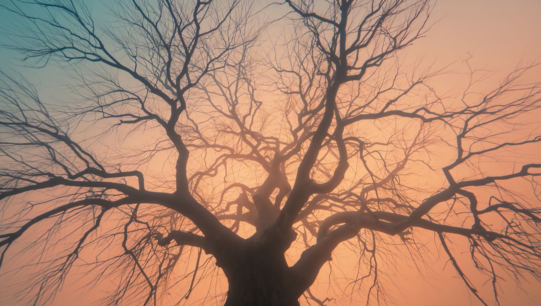 Gnarled Tree Silhouette Against Gradient Sky in Tranquil Meadow