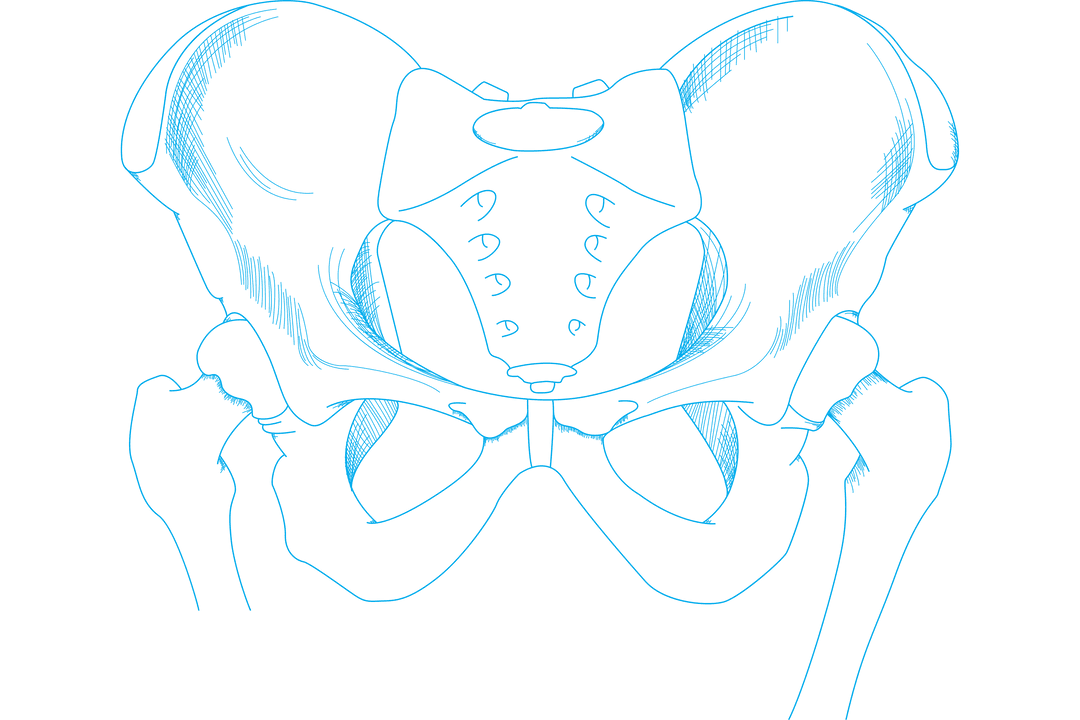 Digital Blue Pelvis Illustration on Transparent Background