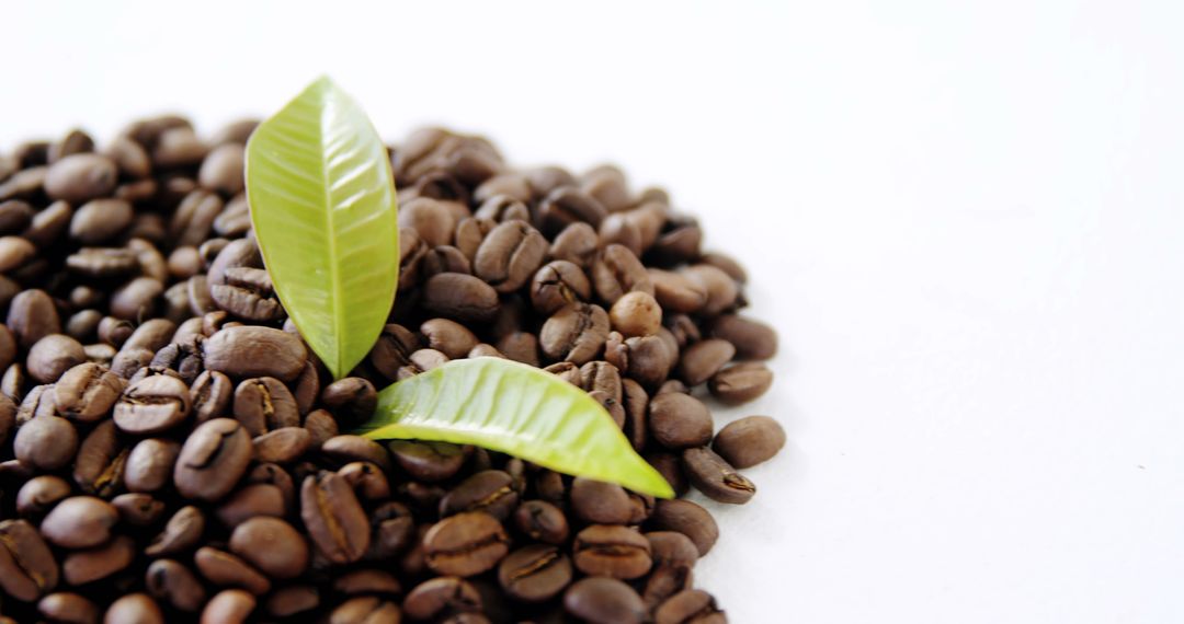 Roasted Coffee Beans with Fresh Green Leaves on White Background - Free Images, Stock Photos and Pictures on Pikwizard.com