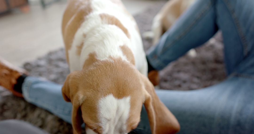 Man Bonding with Beagle Dog on Cozy Carpeted Floor