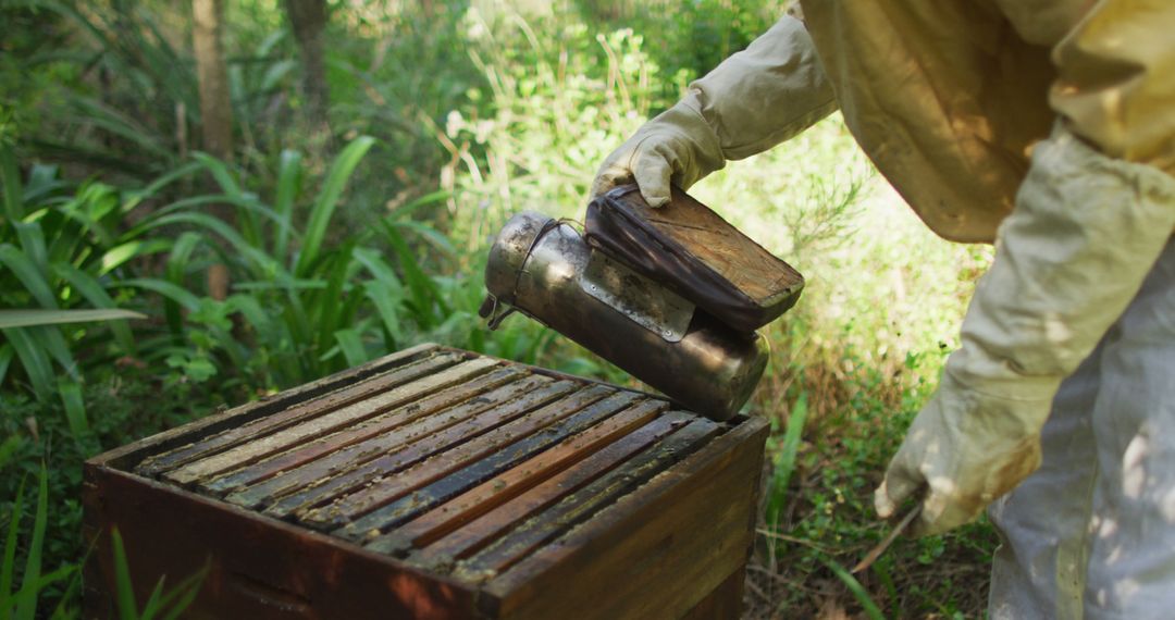 A beekeeper in protective gear uses a smoker to soothe bees for honey production and apiculture. - Free Images, Stock Photos and Pictures on Pikwizard.com