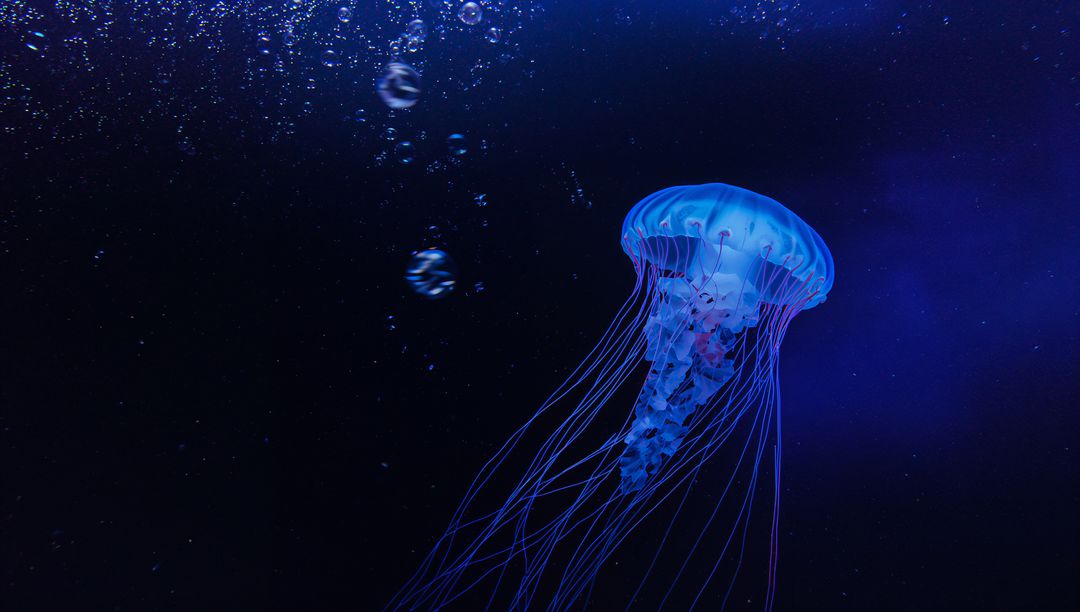 Bioluminescent Jellyfish Glowing in Deep Blue Aquarium