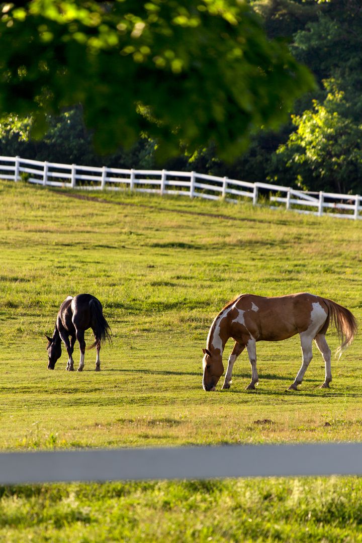 Grazing paint and black horse in sunlit pasture with white fence and leafy foreground