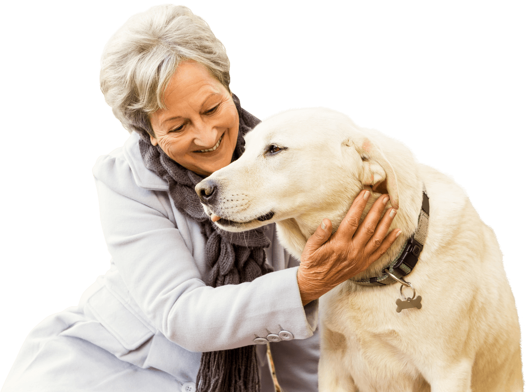 Happy Elderly Woman Enjoying Time with Labrador on Transparent Background