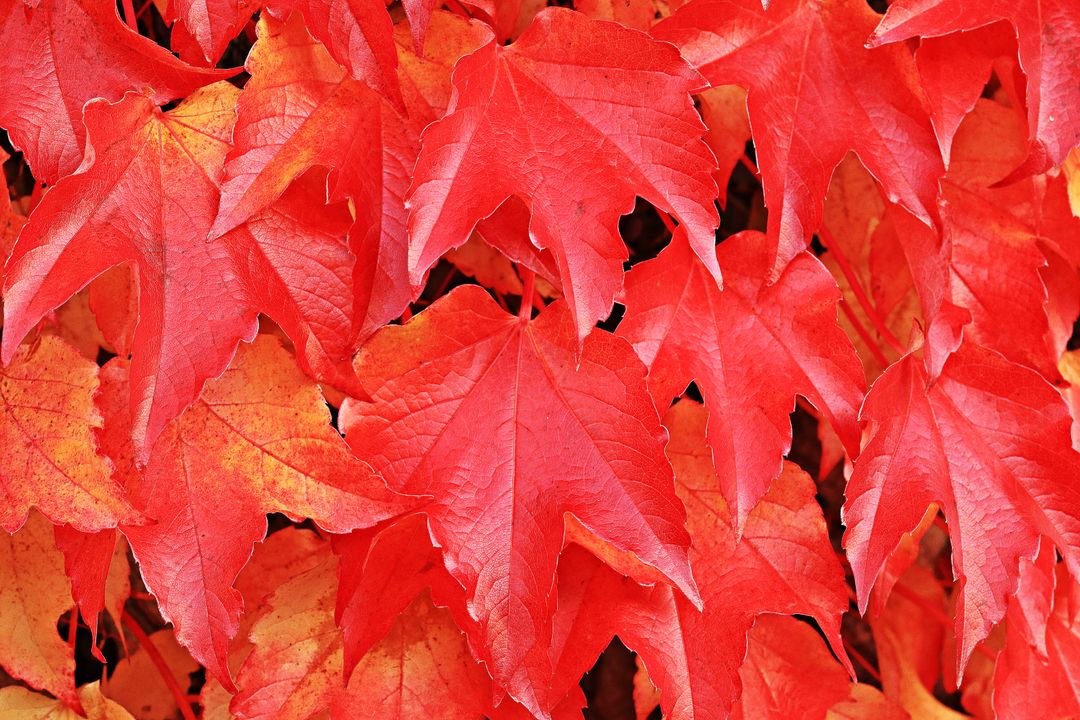 Autumn autumn colours autumn mood autumn motive - Free Images, Stock Photos and Pictures on Pikwizard.com