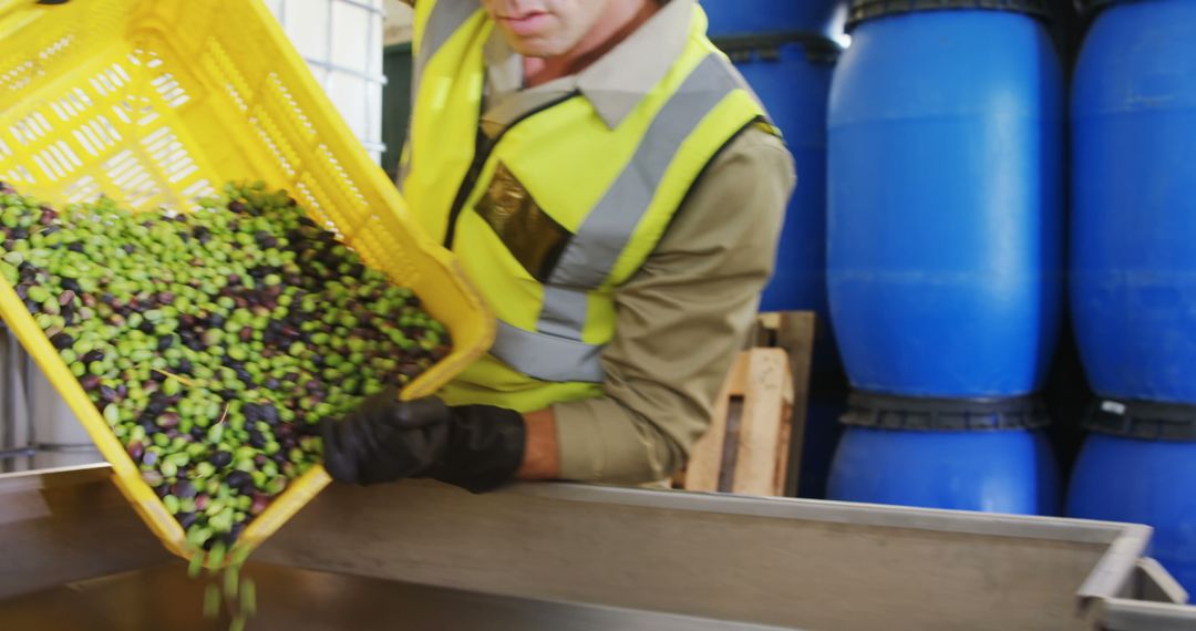 Worker Handling Olives in Industrial Facility for Processing