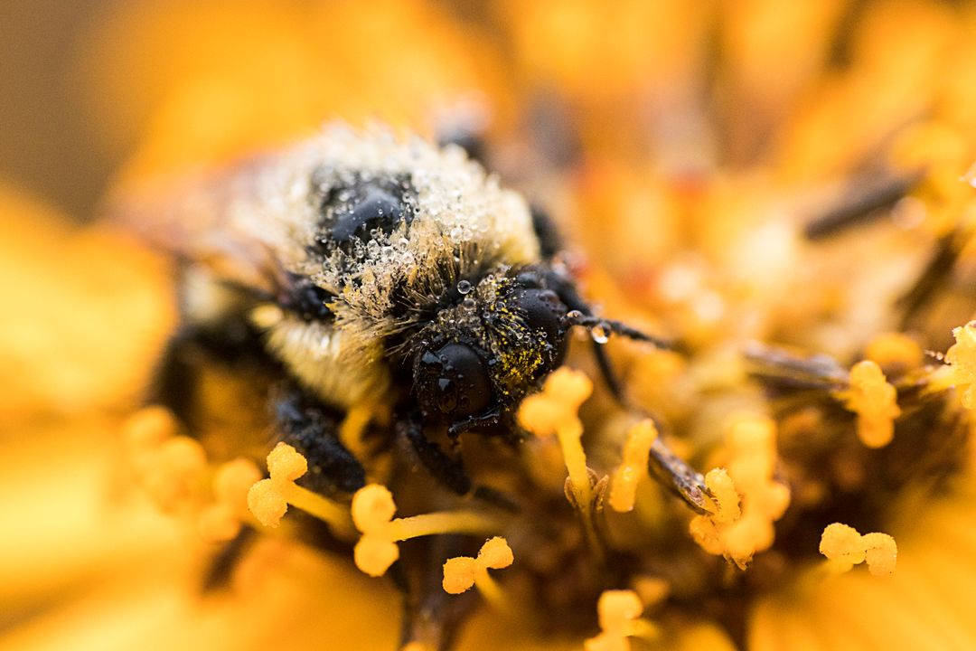 Close-up of Bee Covered in Pollen on Vibrant Orange Flower