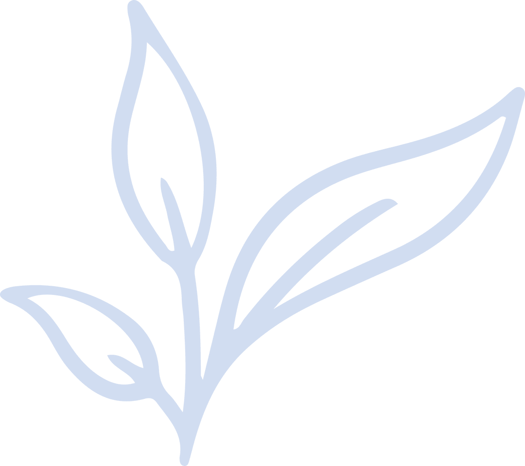 Flat Line Botanical Illustration of Three Sprouting Leaves on Transparent Background