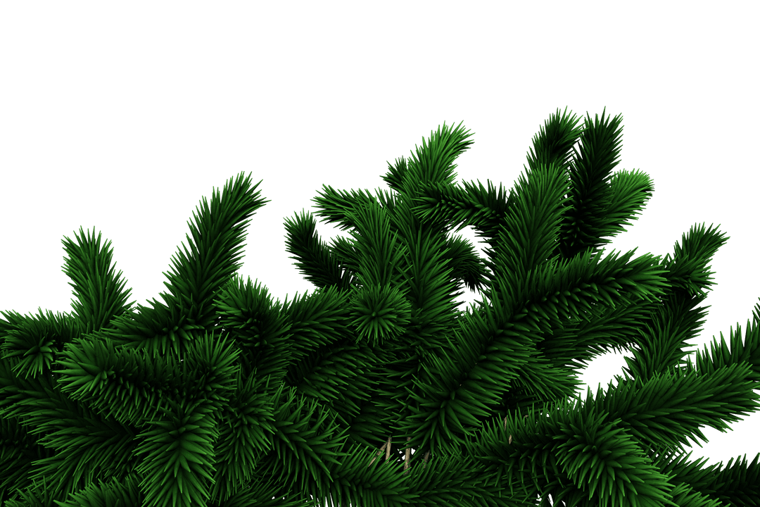 Green Fir Tree Foliage on Transparent Background