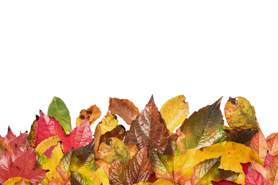 Assorted Autumn Leaves Isolated Transparent Background Illustration - Download Free Stock Images Pikwizard.com