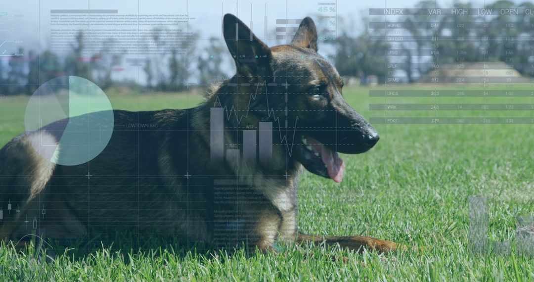 German Shepherd with Data Interface Overlay on Grass