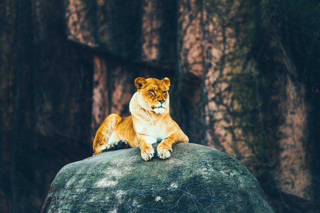 Majestic Lioness Resting on Large Rock in Natural Habitat - Free Images, Stock Photos and Pictures on Pikwizard.com