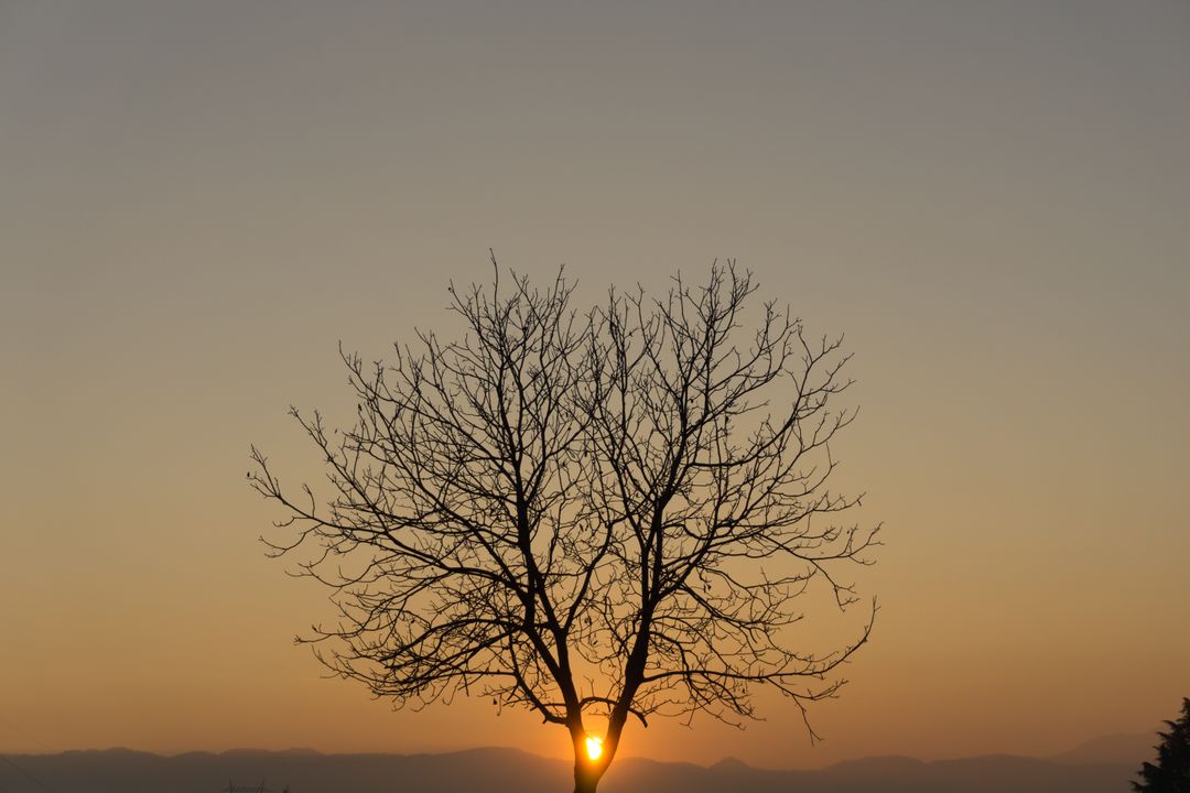Bare Tree Silhouette at Sunset with Sun Rays - Free Images, Stock Photos and Pictures on Pikwizard.com