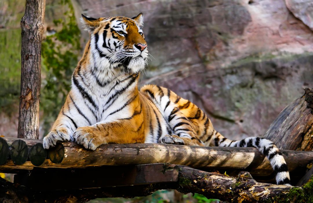 Animal big cat jungle safari - Free Images, Stock Photos and Pictures on Pikwizard.com