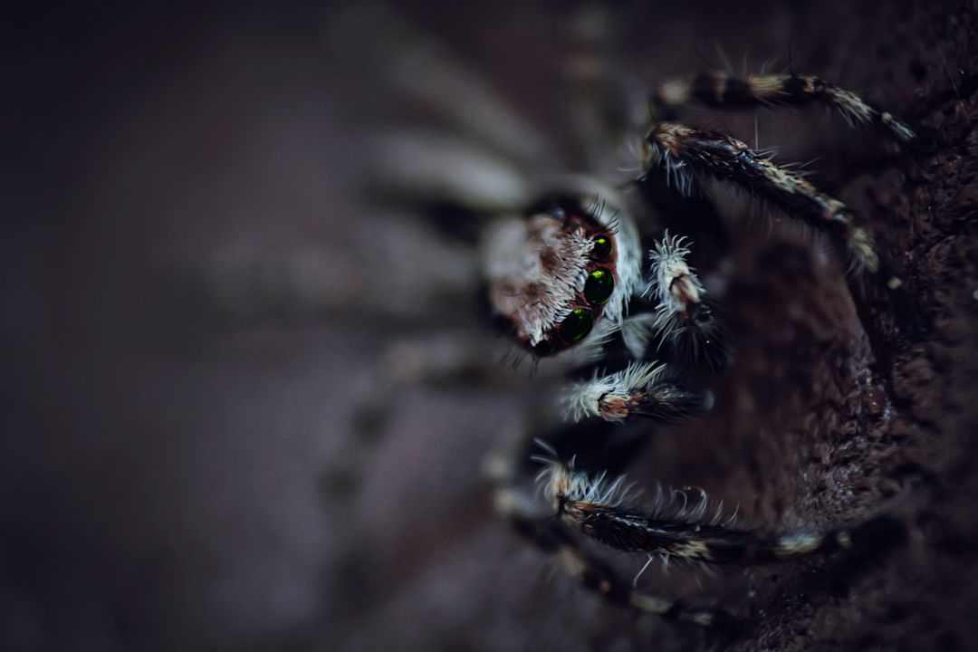 Extreme macro portrait of green-eyed jumping spider showing detailed hairs and vibrant eyes
