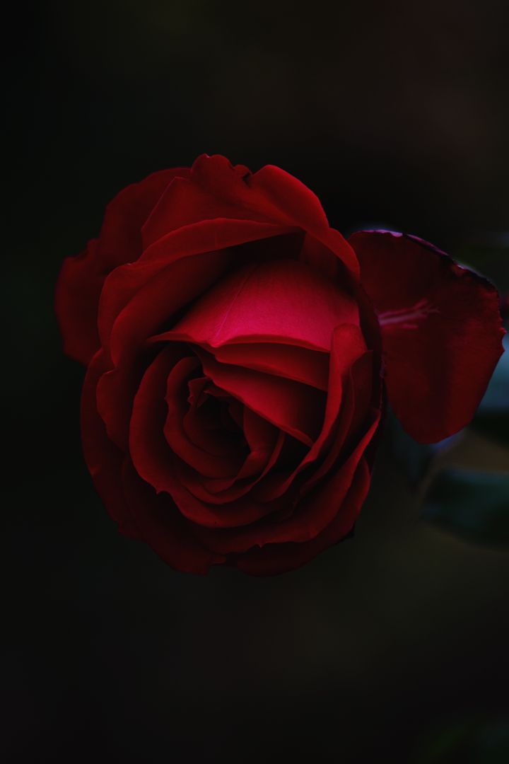 Elegant Red Rose in Dim Lighting - Free Images, Stock Photos and Pictures on Pikwizard.com