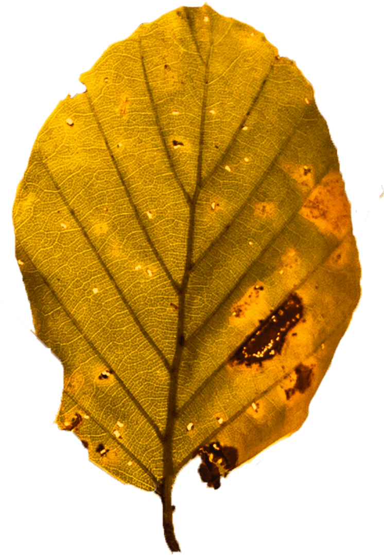 Transparent Dried Veined Leaf Close-Up with Warm Tones