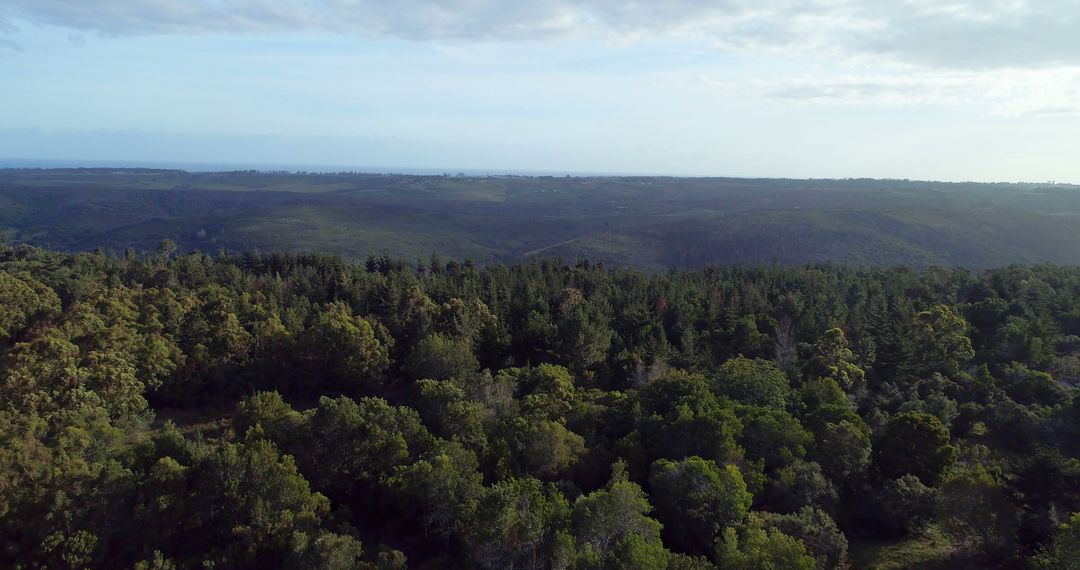 Drone view of landscape with forest with copy space - Free Images, Stock Photos and Pictures on Pikwizard.com