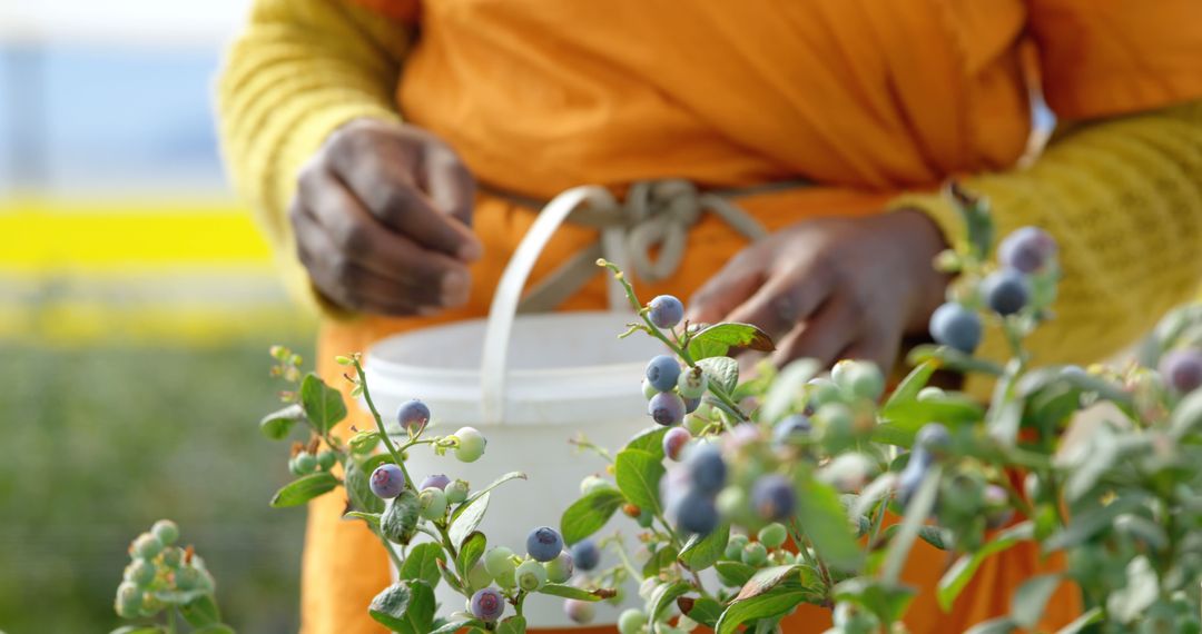 Person Picking Blueberries in Orchard - Free Images, Stock Photos and Pictures on Pikwizard.com