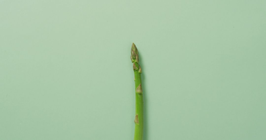 Single Asparagus Spear on Pastel Green Background - Free Images, Stock Photos and Pictures on Pikwizard.com