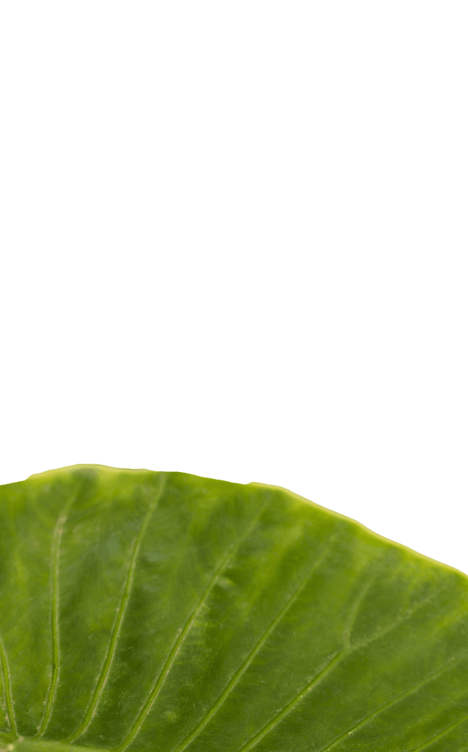 Green Leaf Clip Art on Transparent Background for Designs